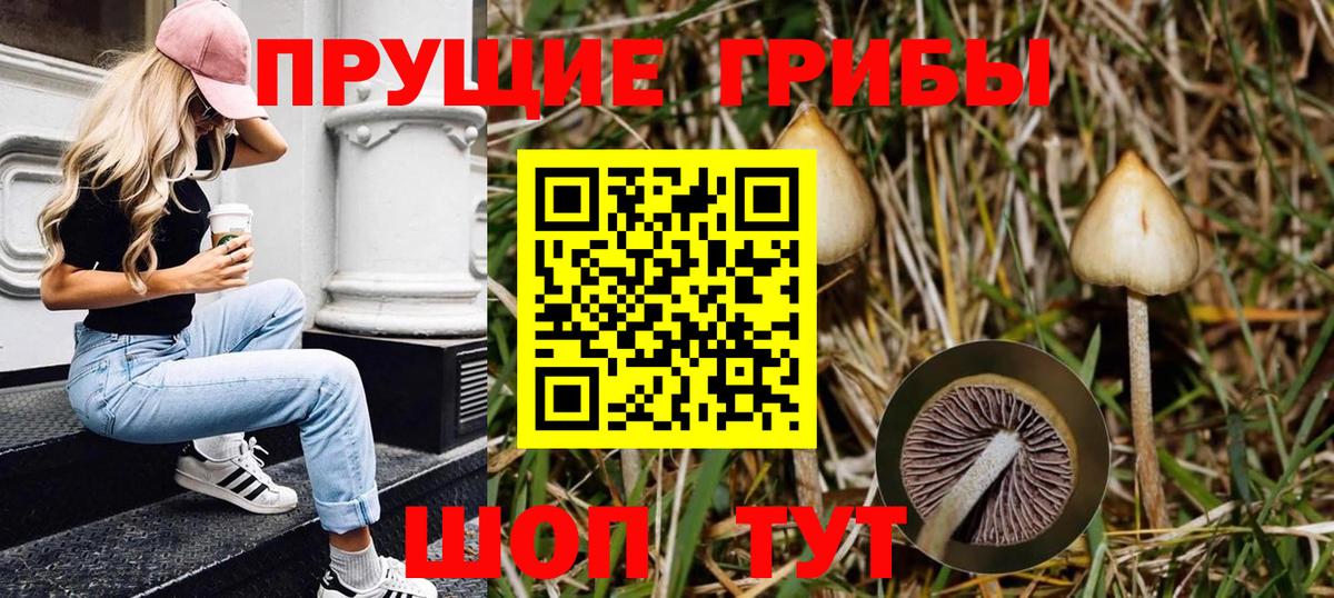 Псилоцибиновые грибы Cubensis Лянтор